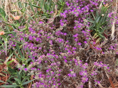 Ruschieae