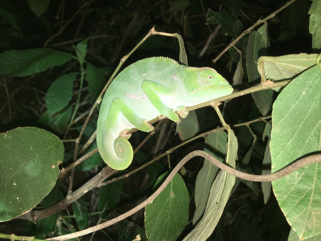 Necas's Chameleon