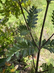 Weinmannia trichosperma