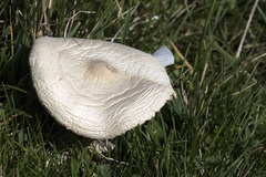 Leucoagaricus leucothites