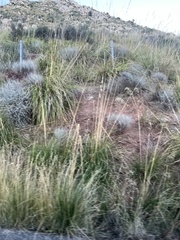 Ampelodesmos mauritanicus