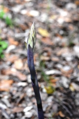 Limodorum trabutianum