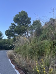 Ampelodesmos mauritanicus