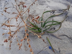 Trachyandra divaricata