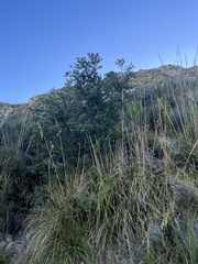 Ampelodesmos mauritanicus