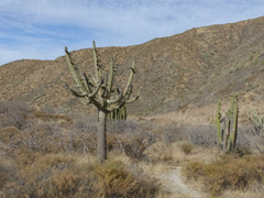 Browningia candelaris