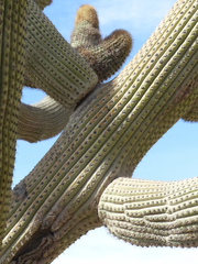 Browningia candelaris