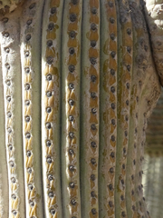 Browningia candelaris