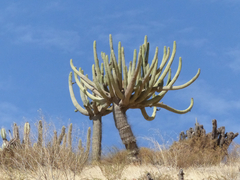 Browningia candelaris