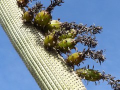 Browningia candelaris