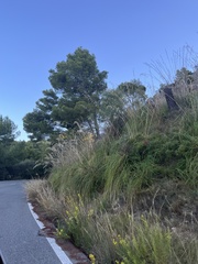 Ampelodesmos mauritanicus