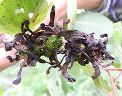 Taphrina robinsoniana