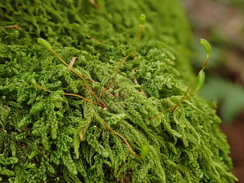 Image of Hypnum andoi by (c) Christian Berg, some rights reserved (CC BY)