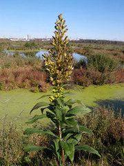 Solidago × snarskisii