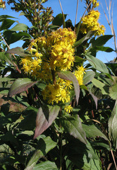 Solidago × snarskisii
