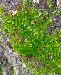 Rhynchostegium