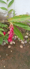 Alpinia purpurata