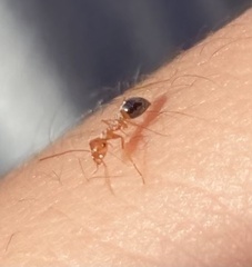 Endiodioctes