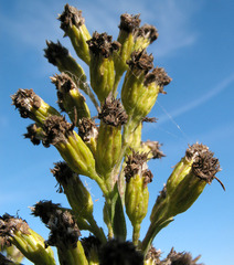 Solidago × snarskisii