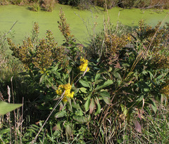 Solidago × snarskisii