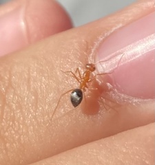 Endiodioctes