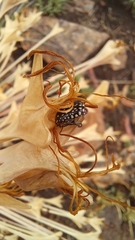 Oxythyrea testaceoguttata