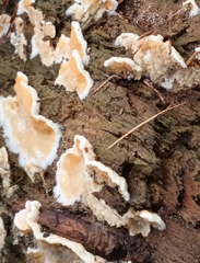Merulius tremellosus