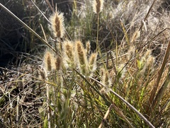 Polypogon monspeliensis