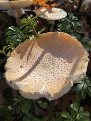 Amanita persicina