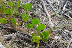 Pelargonium elegans