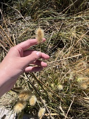 Polypogon monspeliensis