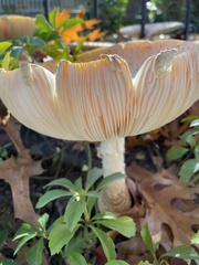 Amanita persicina