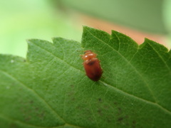 Coccidula rufa