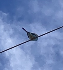 Melopsittacus undulatus domesticus