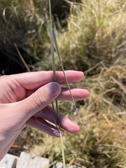 Polypogon monspeliensis