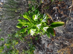 Bonatea speciosa