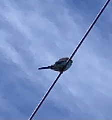 Melopsittacus undulatus domesticus