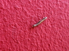 Ommatoiulus moreleti