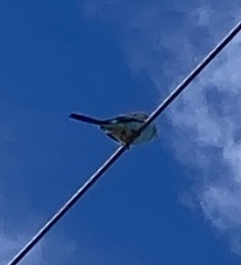 Melopsittacus undulatus domesticus