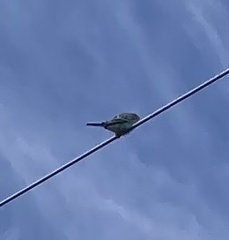 Melopsittacus undulatus domesticus