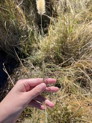 Polypogon monspeliensis