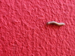 Ommatoiulus moreleti