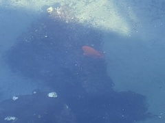 Hypsypops rubicundus