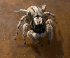 Aelurillus lopadusae