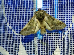 Diloba caeruleocephala