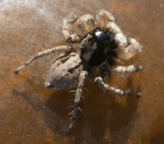 Aelurillus lopadusae