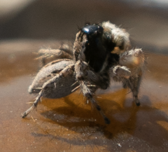 Aelurillus lopadusae