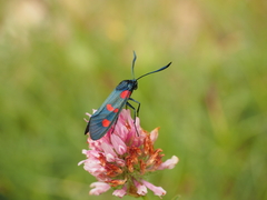 Zygaena filipendulae