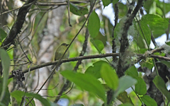 Myiophobus flavicans