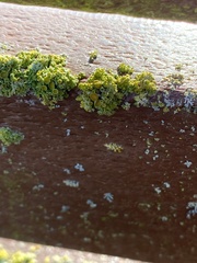 Polycauliona polycarpa